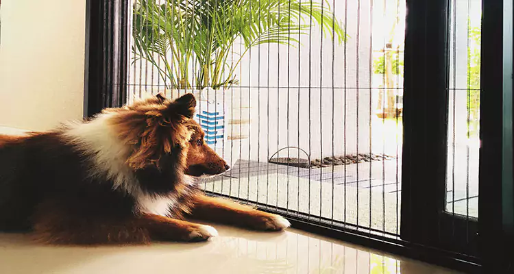 Sliding Screen Pet Door Repair in Wekiwa Springs, FL